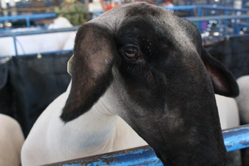 state-fair-sheep closeup