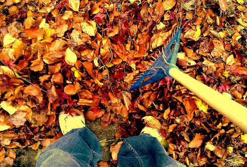 Fall begins Leaves