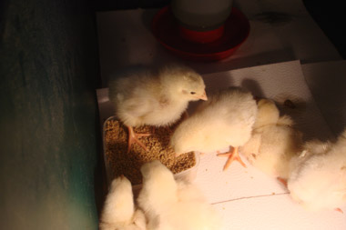 Chicks arrive and settle into their brooder.