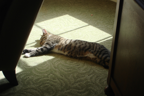 Cat is the sun