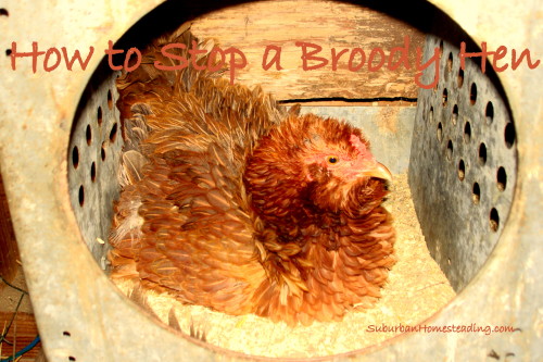 Chicken in Nesting Box (2) - EDITED