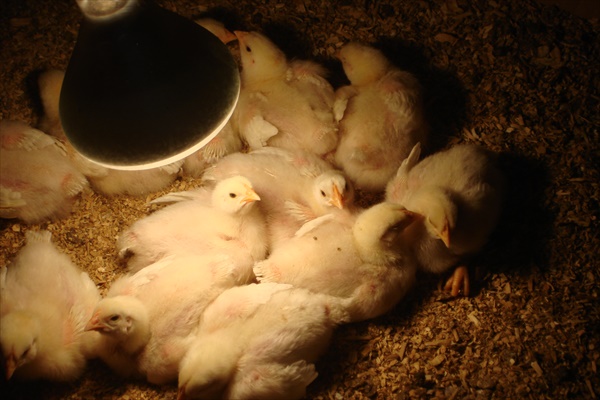 Meat Chicks Brooding