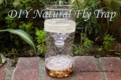 Fly Trap - Plastic bottle