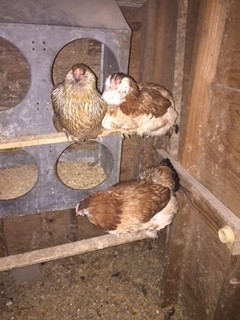 three-hens